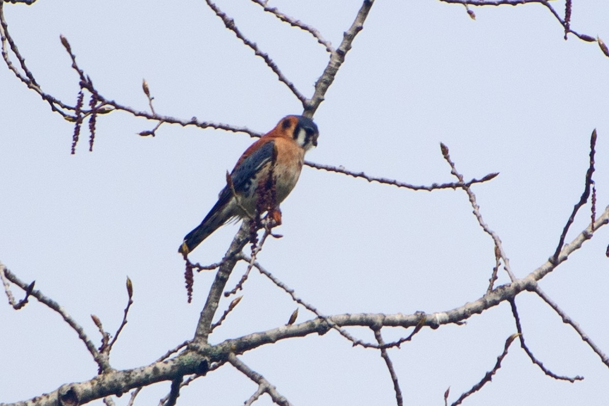 American Kestrel - ML635194725