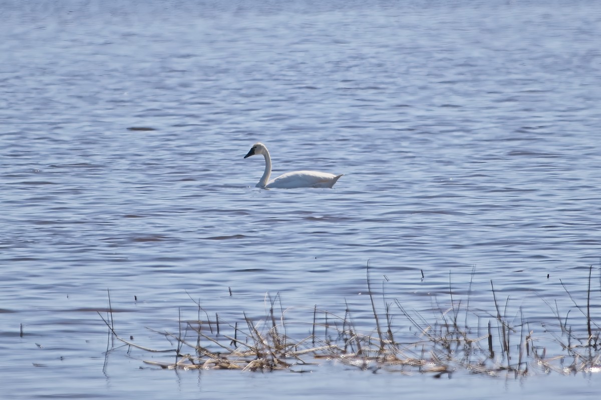 labuť malá - ML635194738