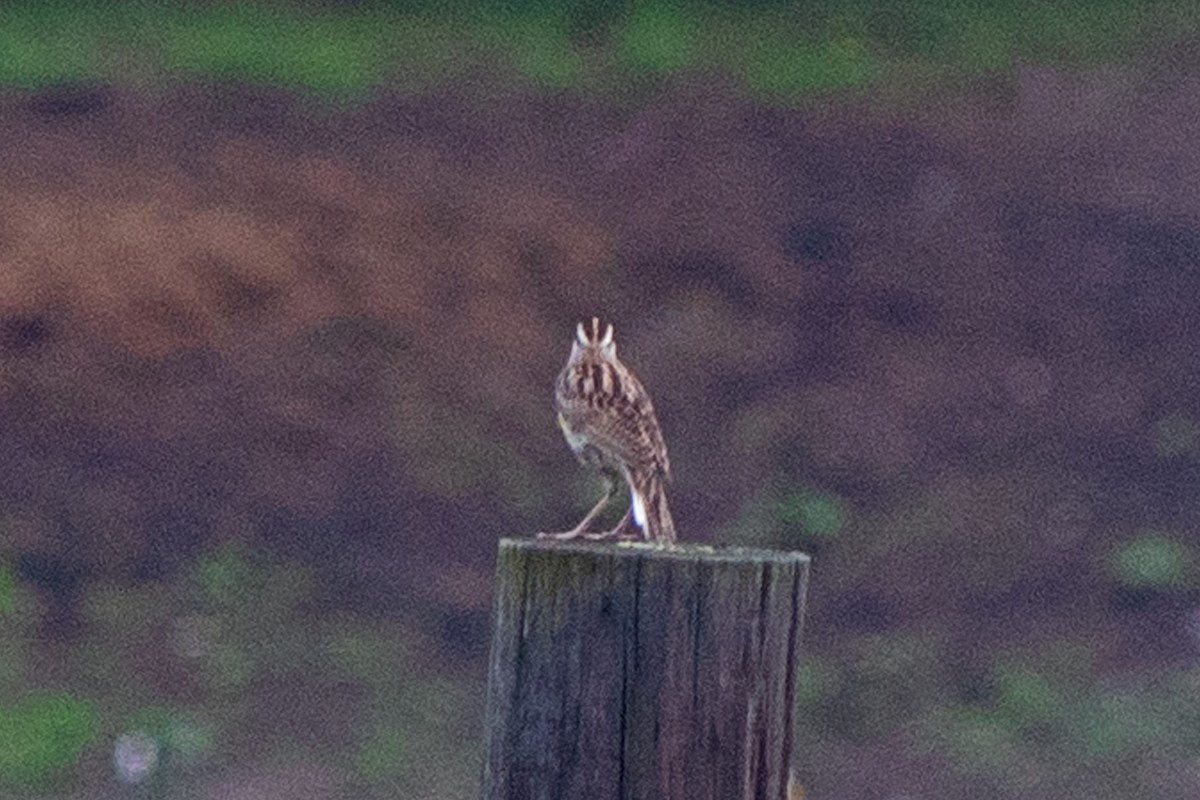 Eastern Meadowlark - ML635194744