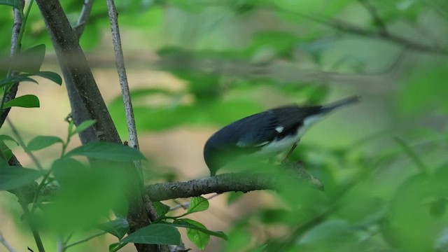 Black-throated Blue Warbler - ML635194745