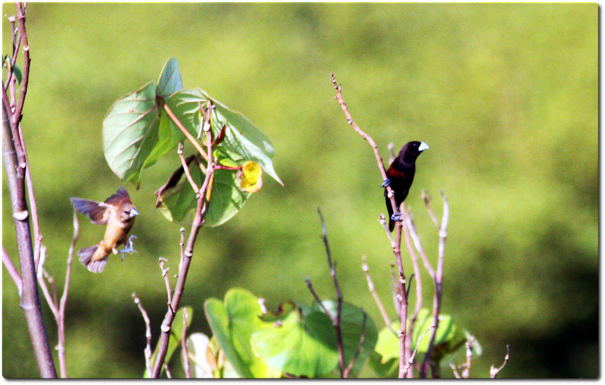 Chestnut Munia - ML635194756