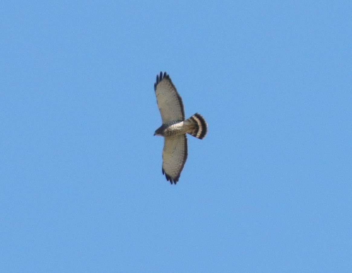 Broad-winged Hawk - ML635194785