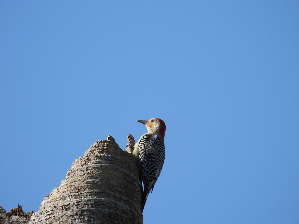 Red-bellied Woodpecker - ML635194820