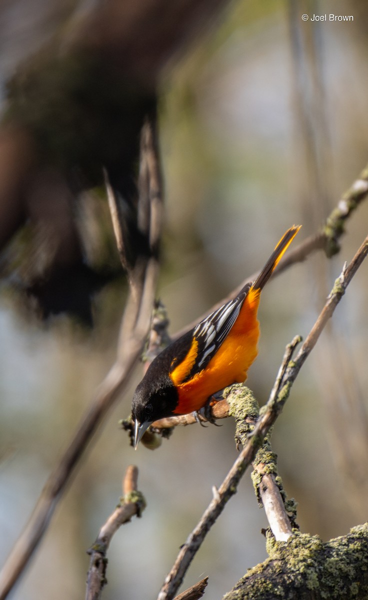 Baltimore Oriole - ML635194908