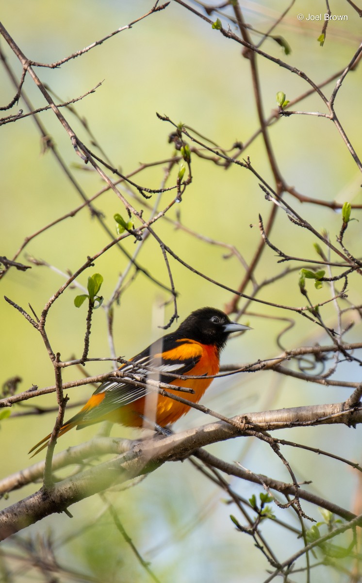 Baltimore Oriole - ML635194910
