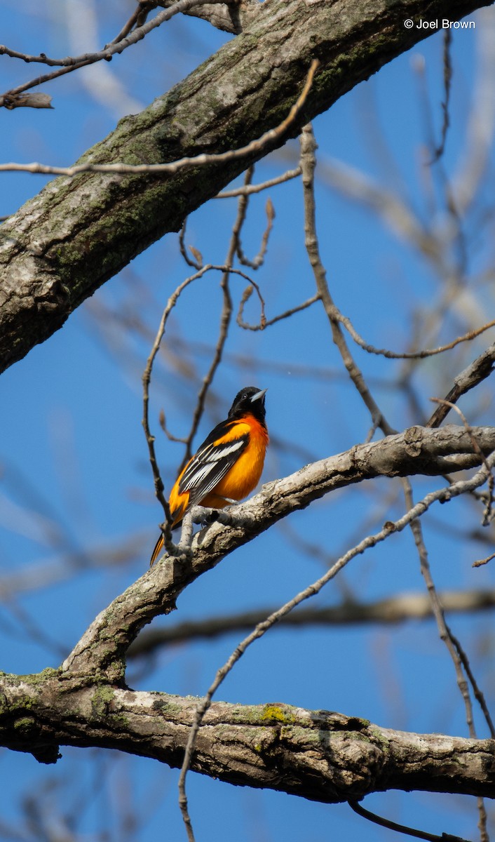 Baltimore Oriole - ML635194913