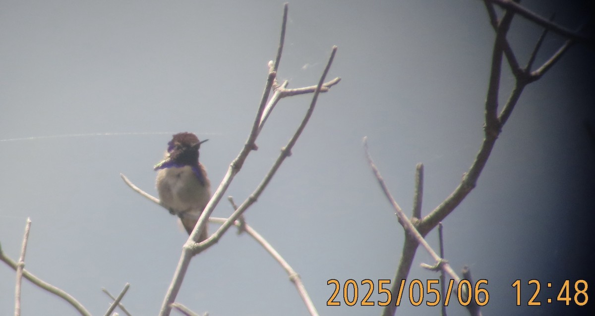 Costa's Hummingbird - ML635194952
