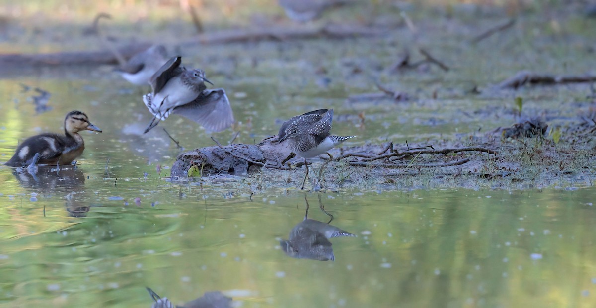 Solitary Sandpiper - ML635194997