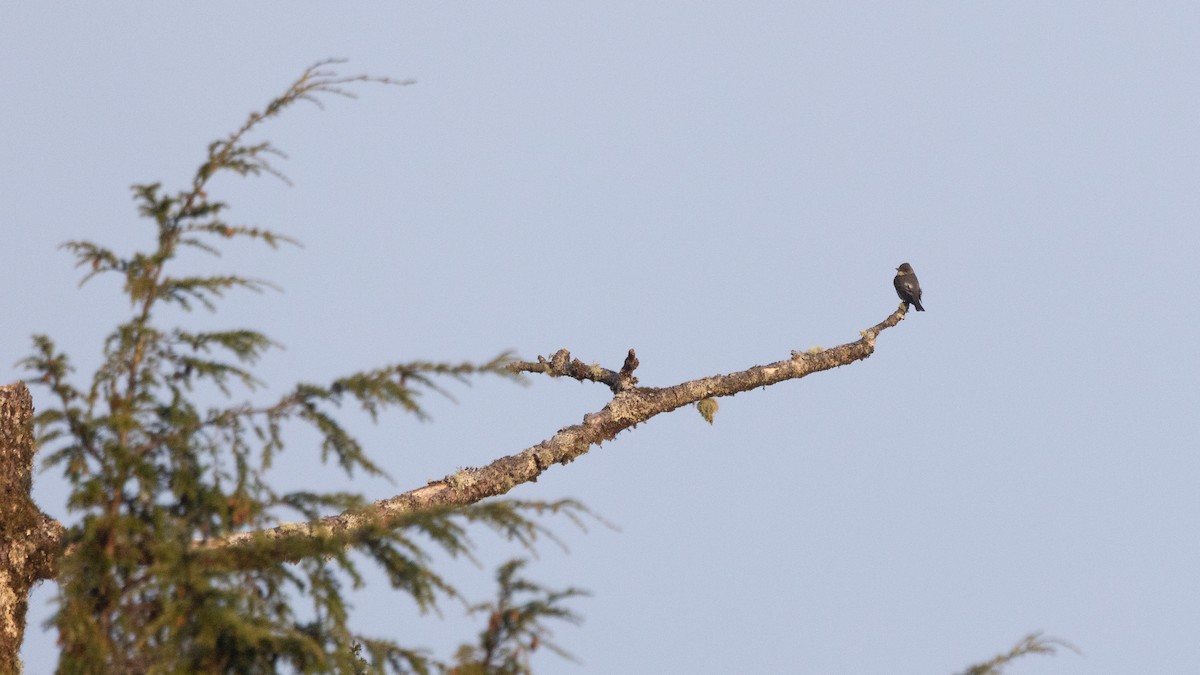Olive-sided Flycatcher - ML635194998