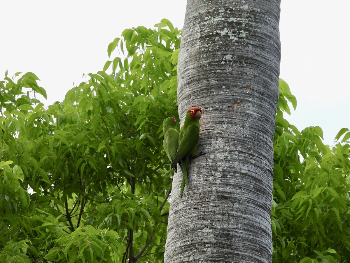 Red-masked Parakeet - ML635195007