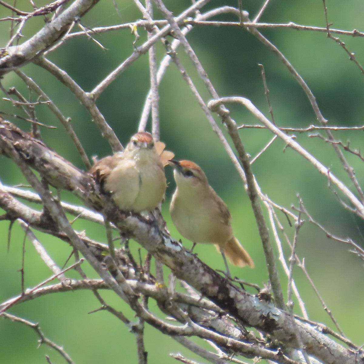 Rufous-fronted Thornbird (Rufous-fronted) - ML635195058