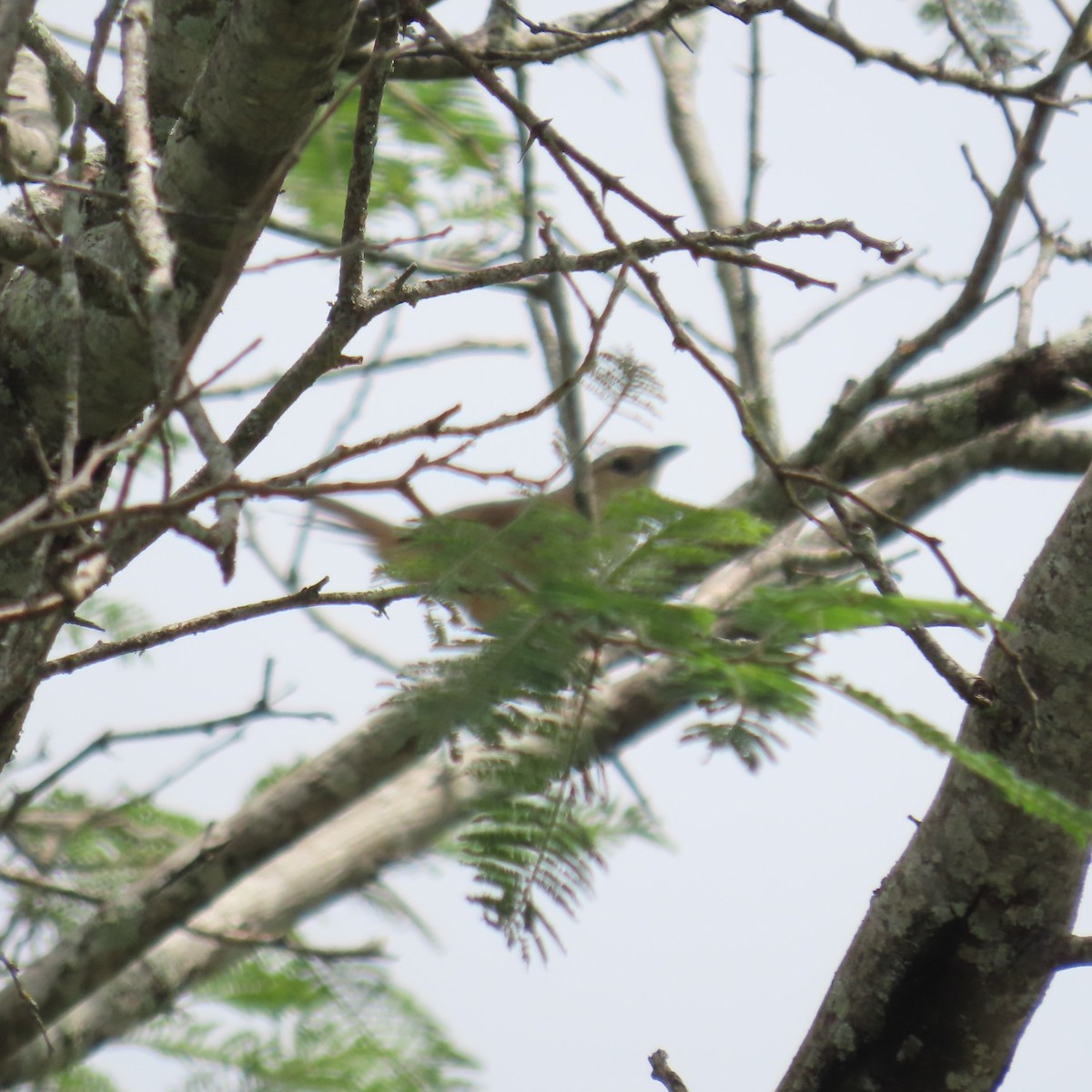 Rufous-fronted Thornbird (Rufous-fronted) - ML635195059