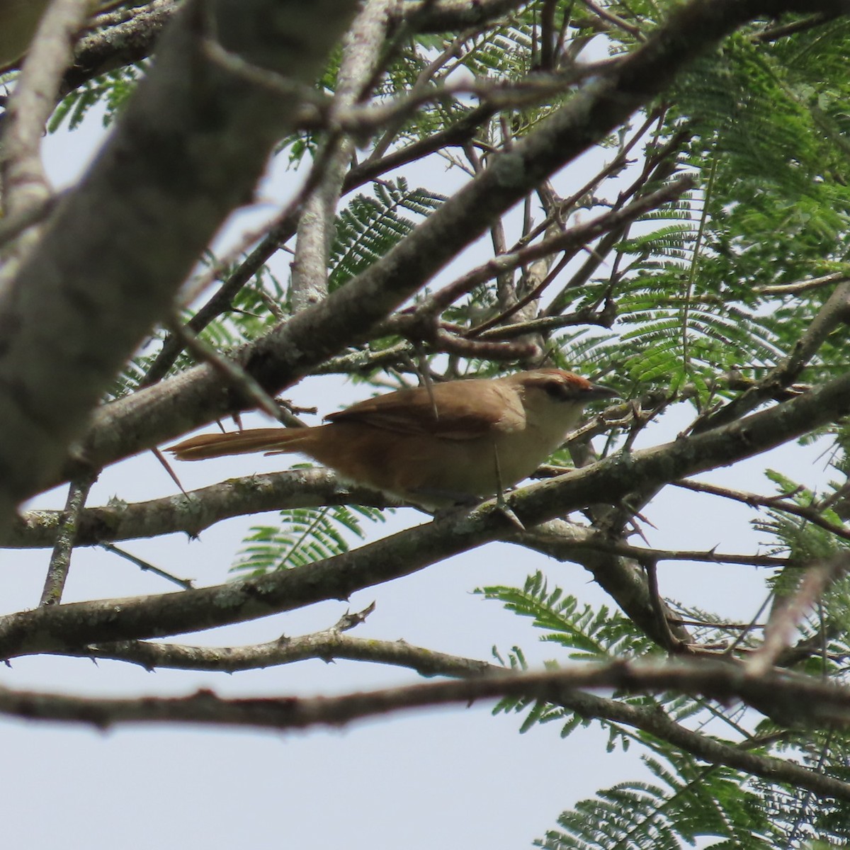 Rufous-fronted Thornbird (Rufous-fronted) - ML635195061