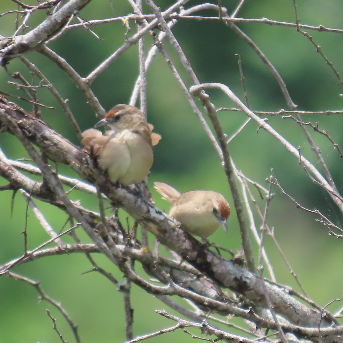 Rufous-fronted Thornbird (Rufous-fronted) - ML635195062
