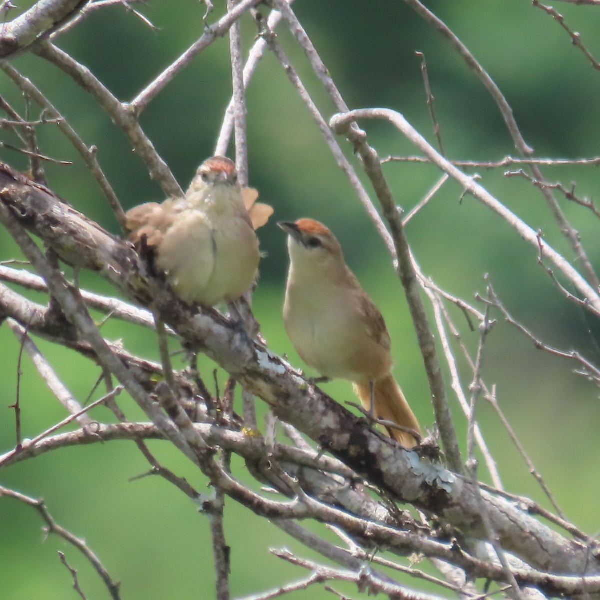 Rufous-fronted Thornbird (Rufous-fronted) - ML635195063