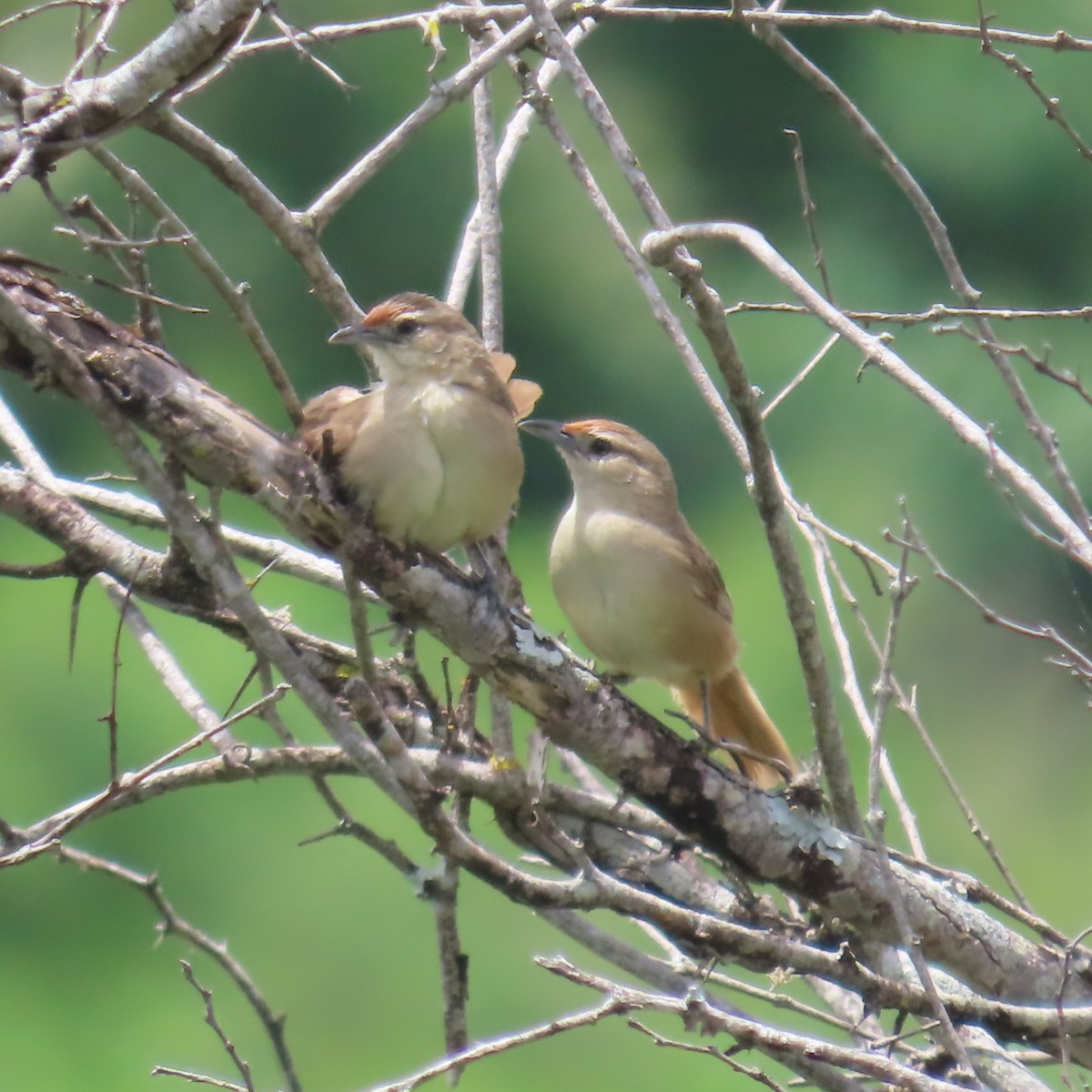 Rufous-fronted Thornbird (Rufous-fronted) - ML635195064