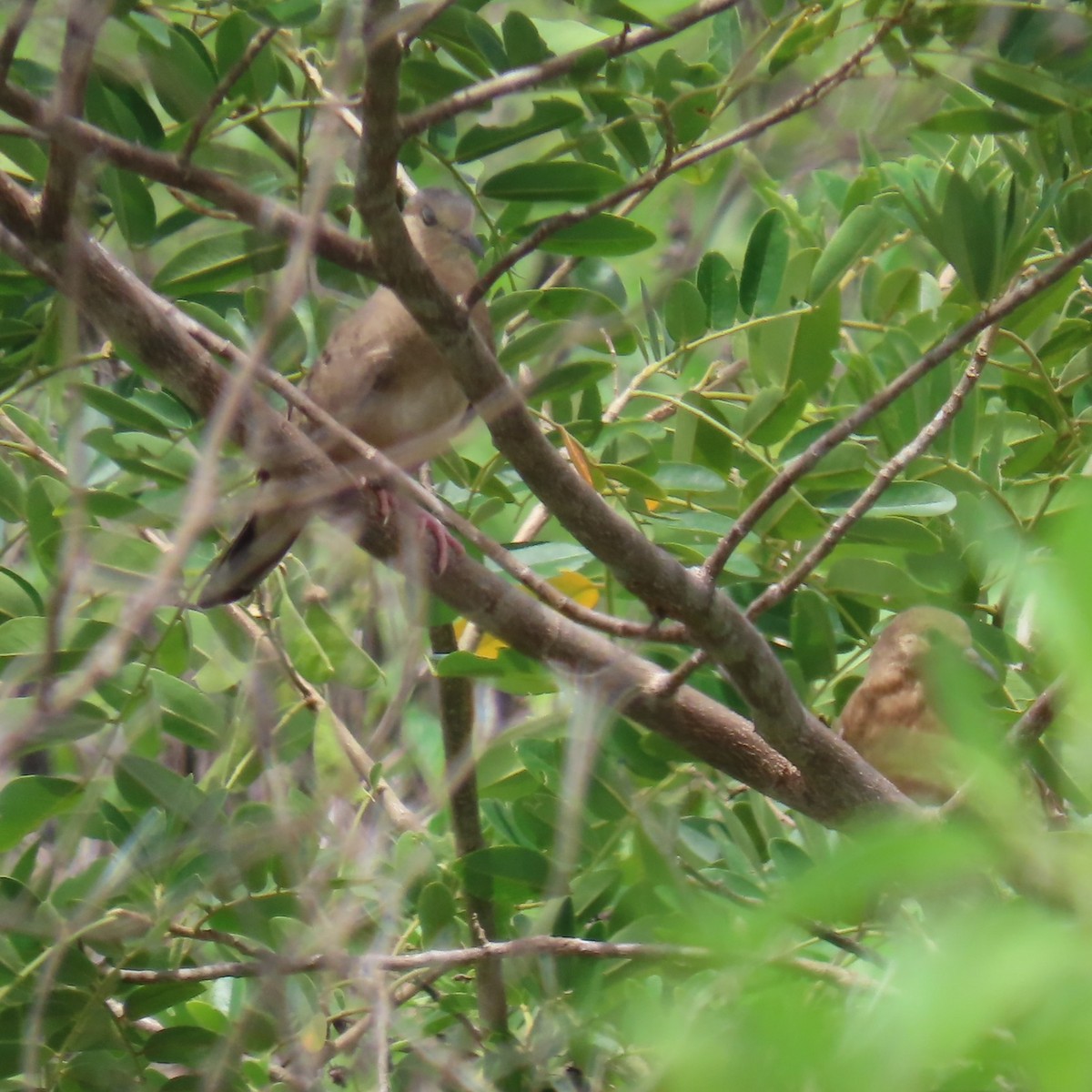 Ecuadorian Ground Dove - ML635195077