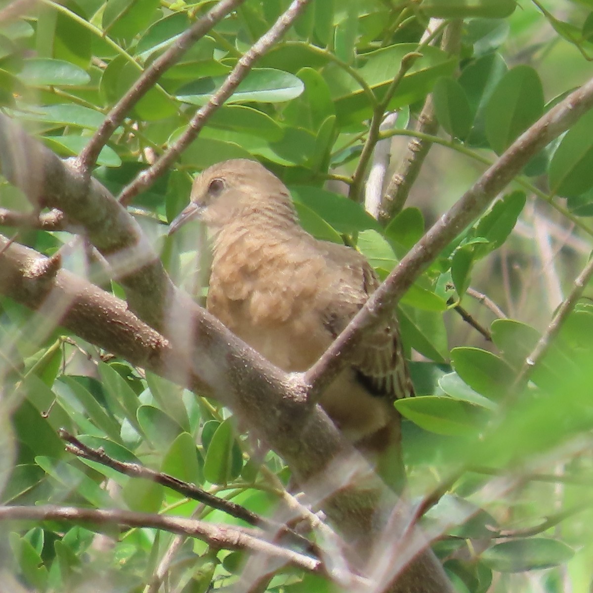 Ecuadorian Ground Dove - ML635195078