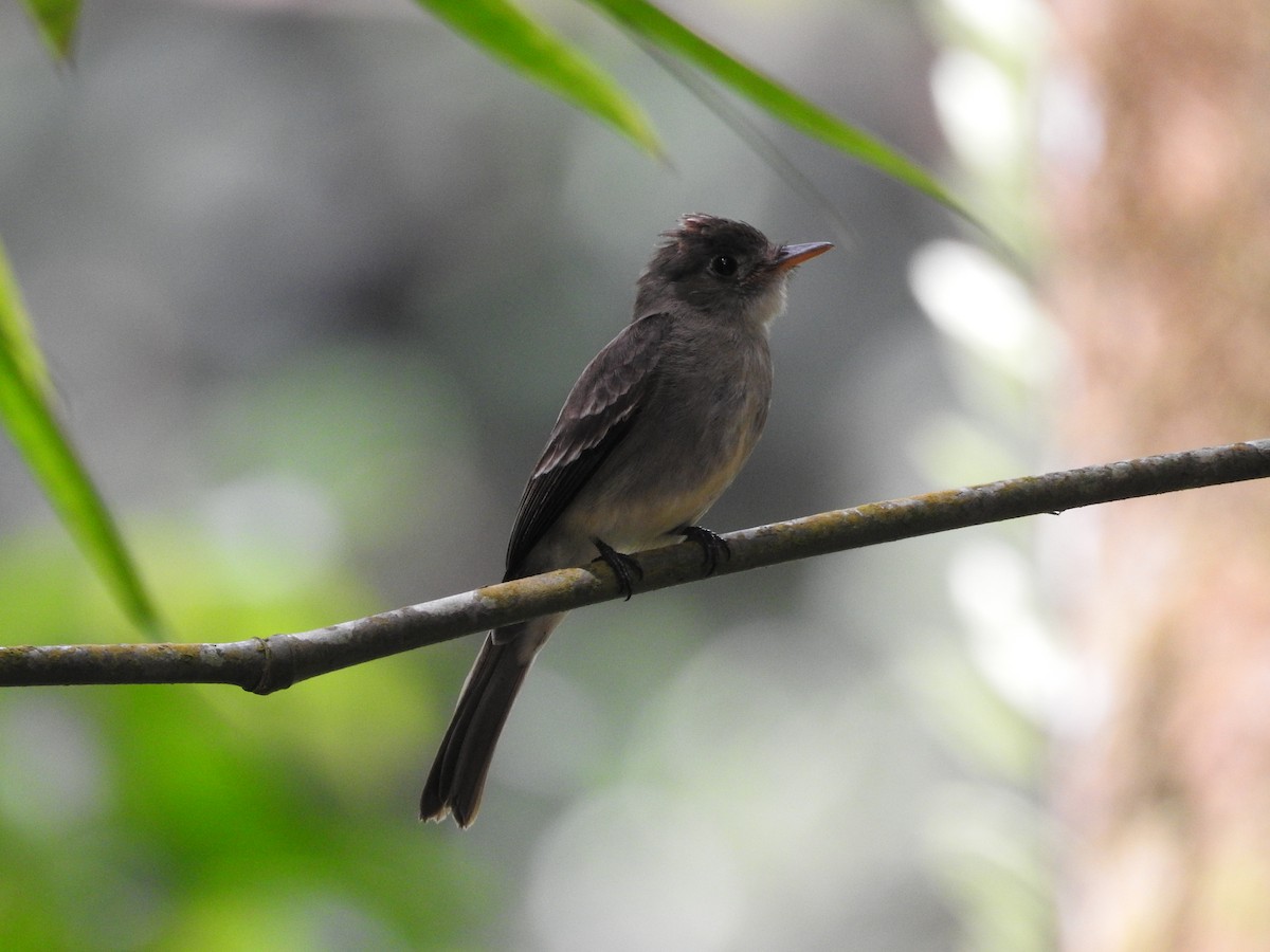 Northern Tropical Pewee - ML635195097