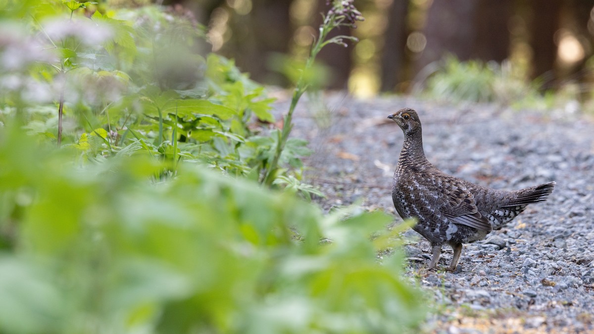 Sooty Grouse - ML635195119