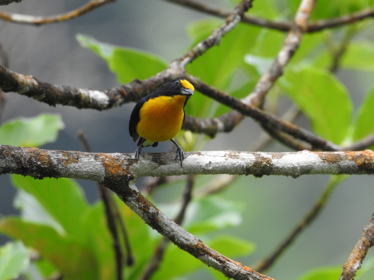 Violaceous Euphonia - ML635195137