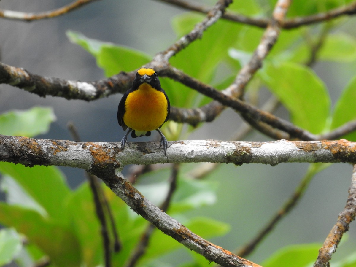 Violaceous Euphonia - ML635195138