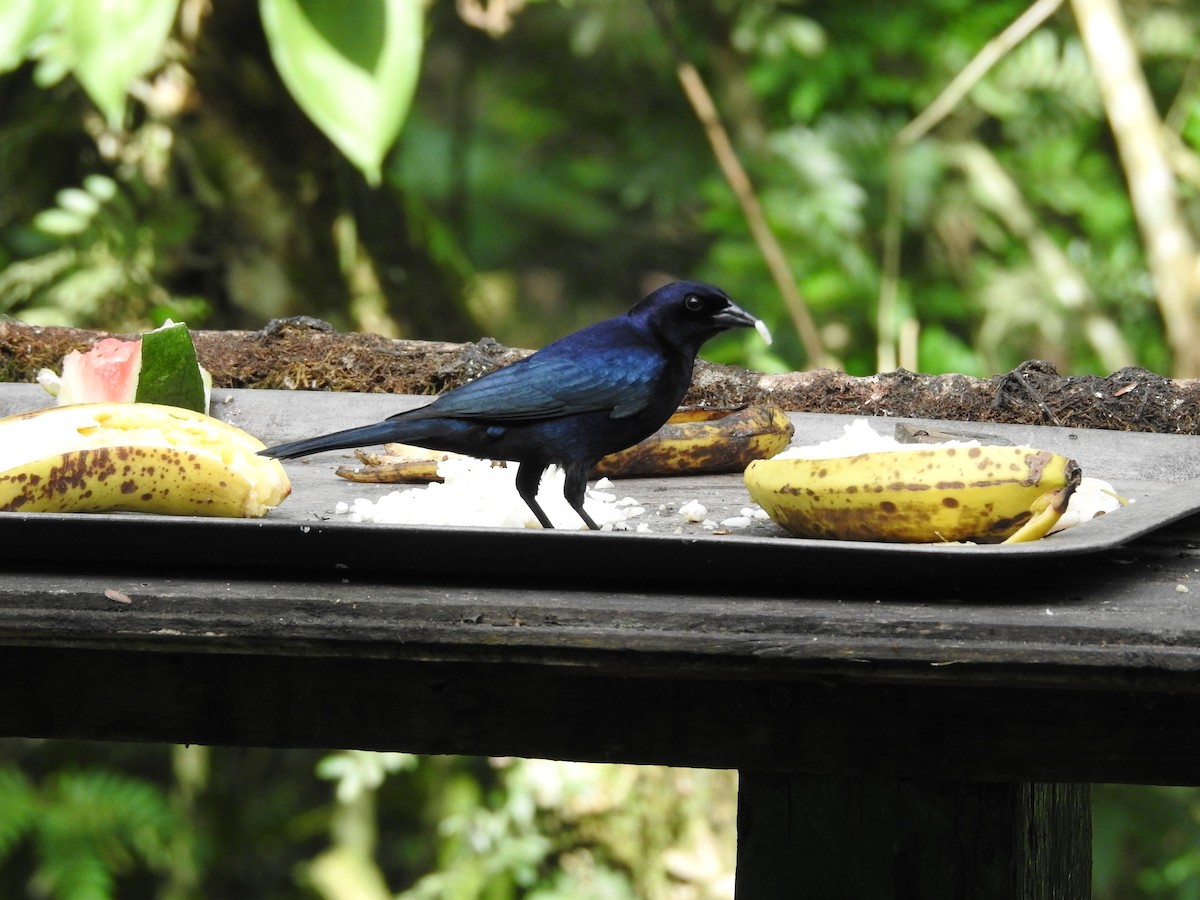 Shiny Cowbird - ML635195148