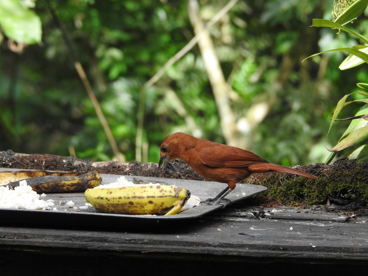 White-lined Tanager - ML635195185