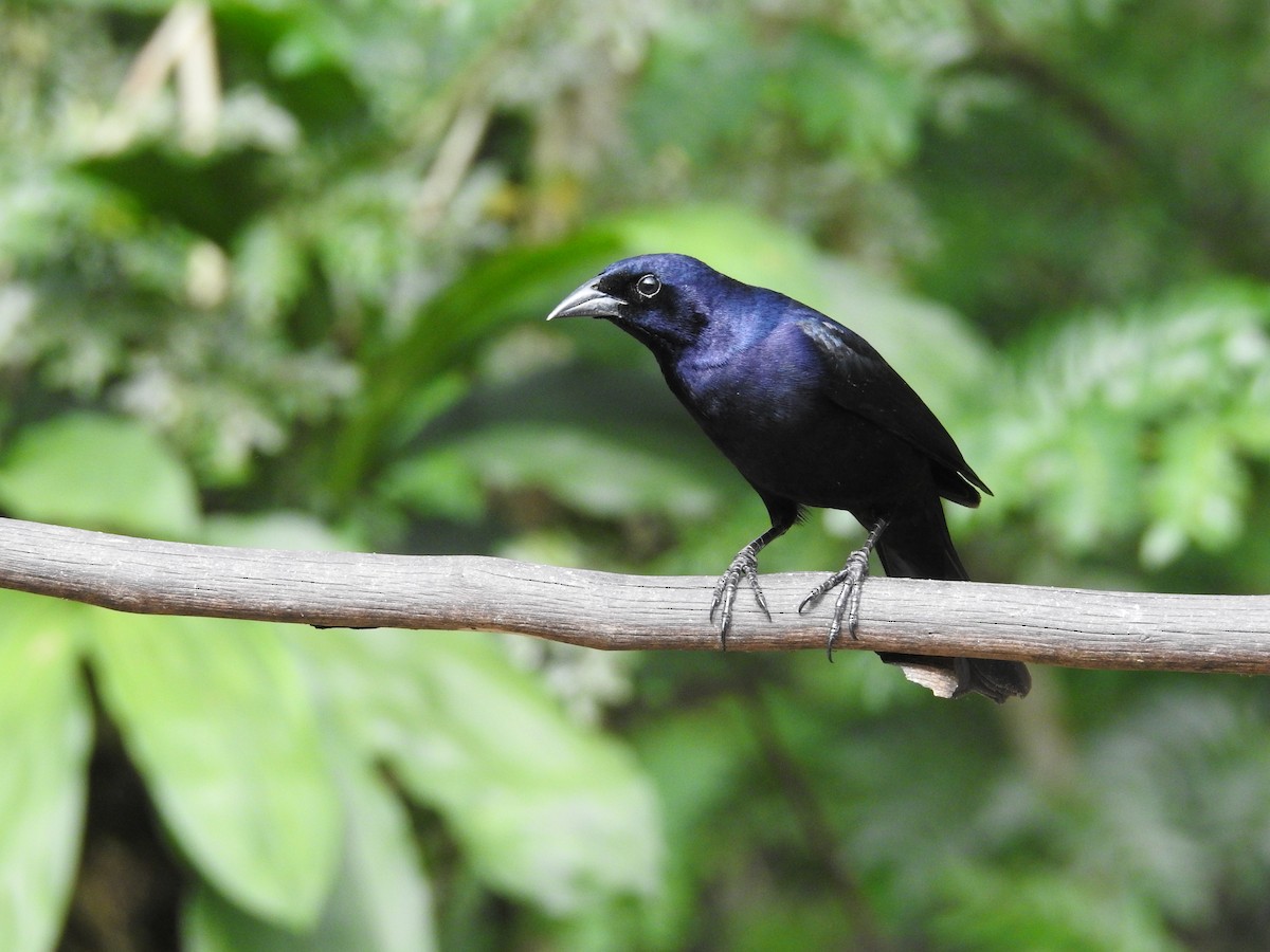 White-lined Tanager - ML635195186