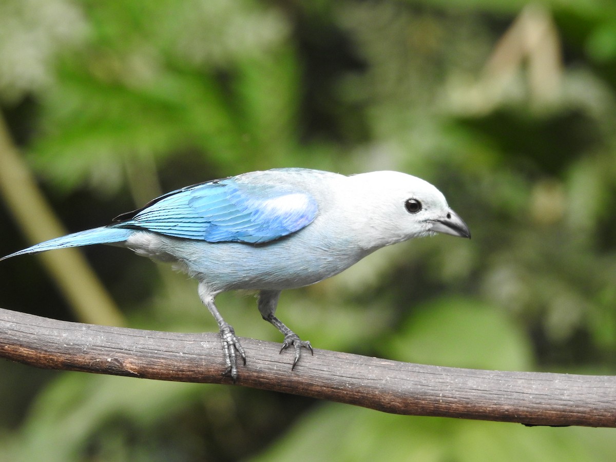 Blue-gray Tanager - ML635195202