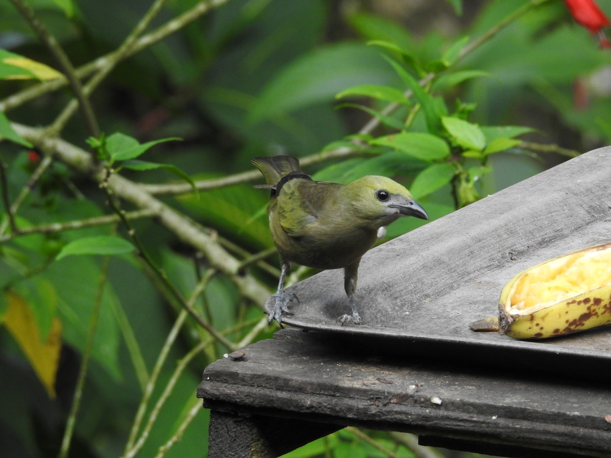 Palm Tanager - ML635195232