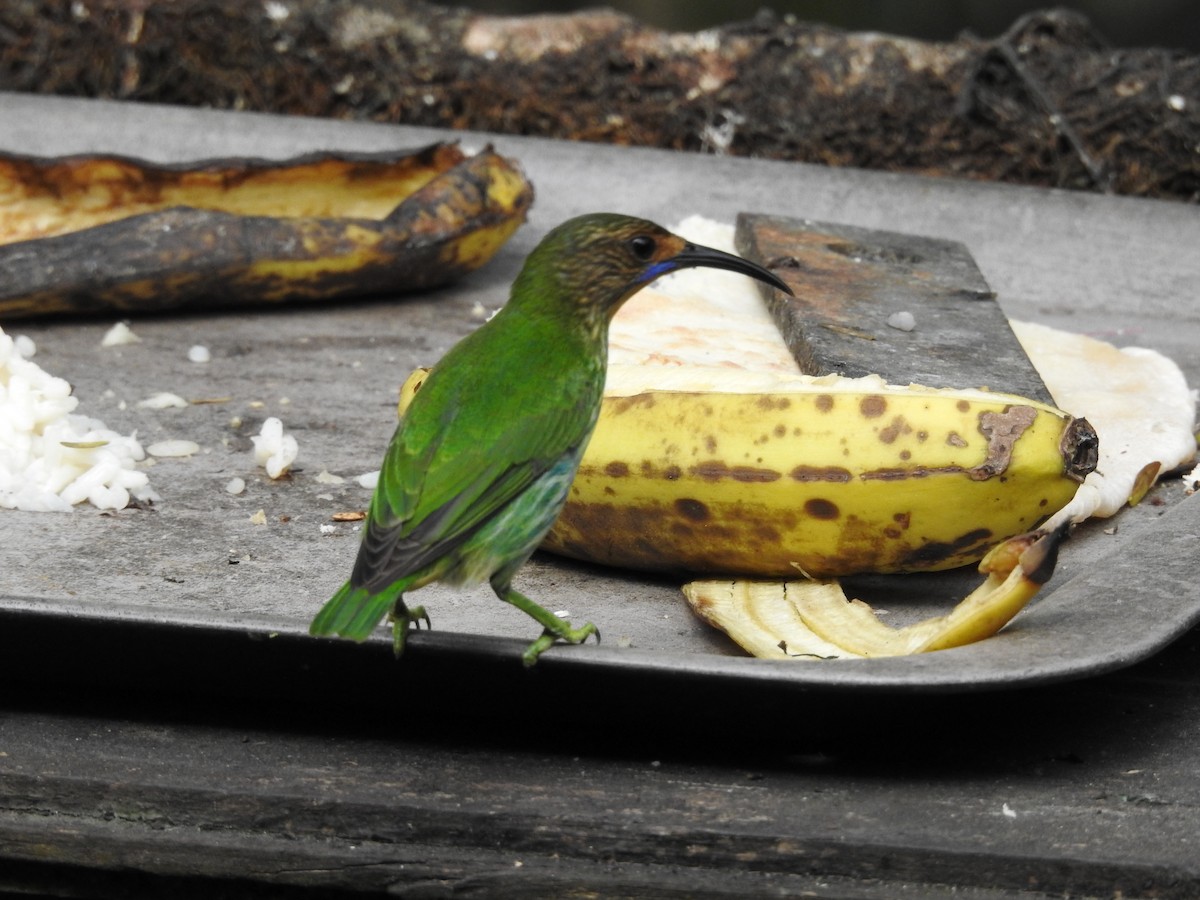 Purple Honeycreeper - ML635195272