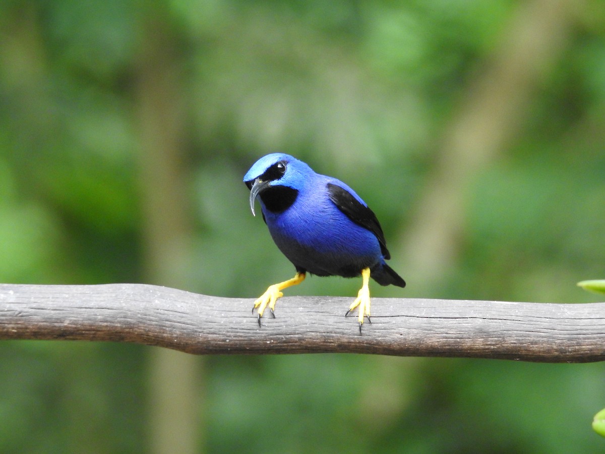 Purple Honeycreeper - ML635195273