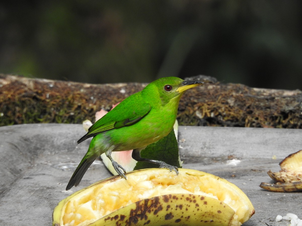 Green Honeycreeper - ML635195289