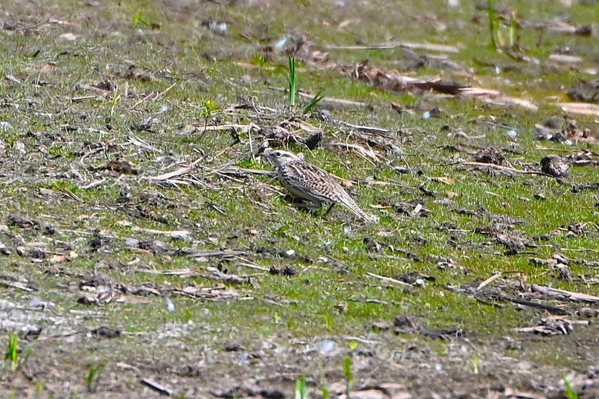 Western Meadowlark - ML635195364
