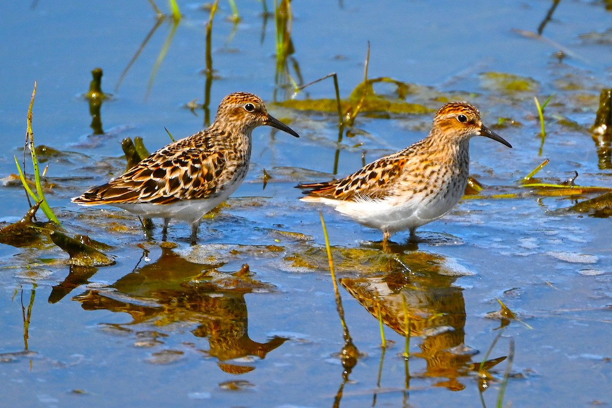 Least Sandpiper - ML635195366