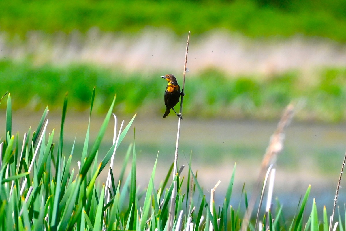 Yellow-headed Blackbird - ML635195378