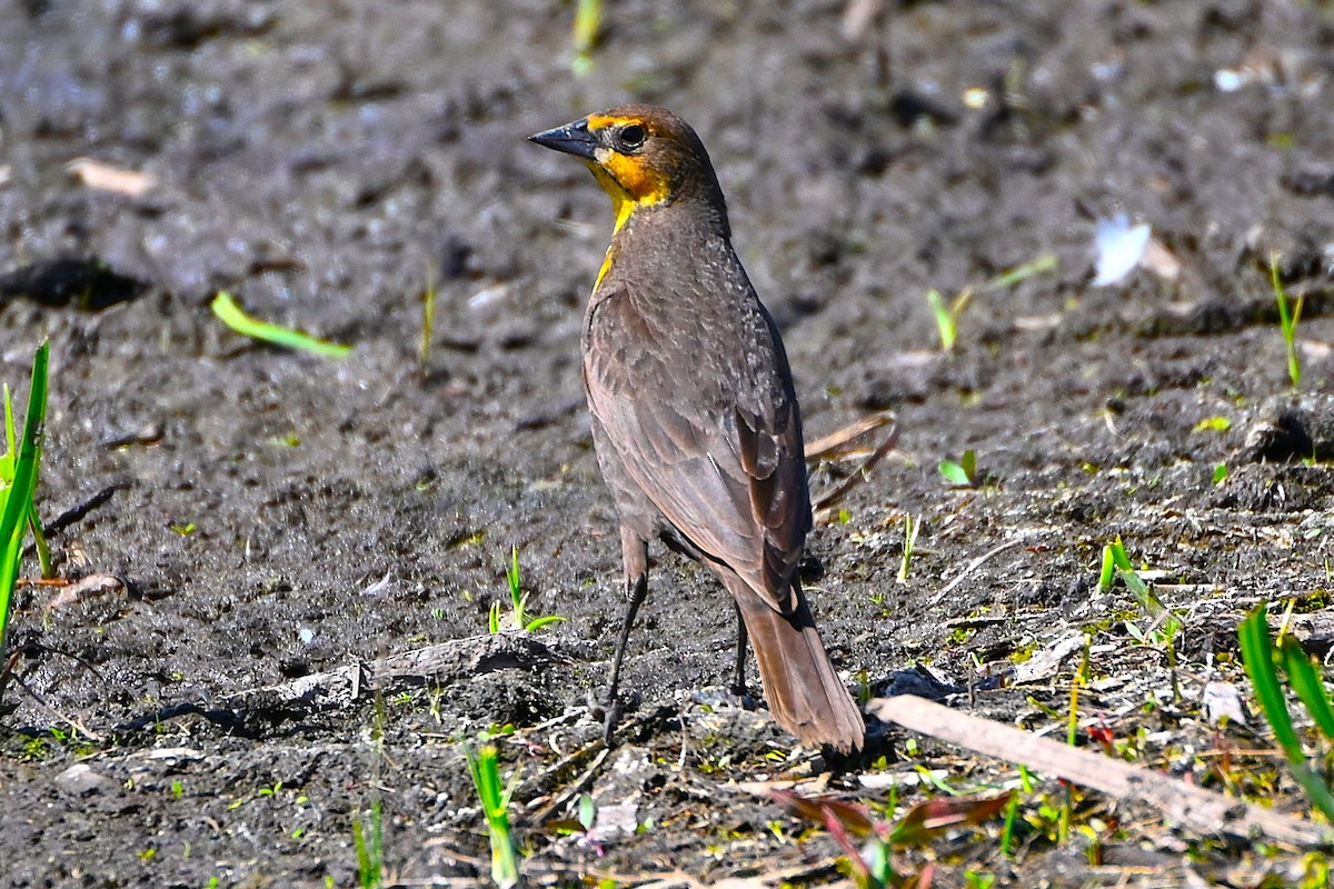 Yellow-headed Blackbird - ML635195383