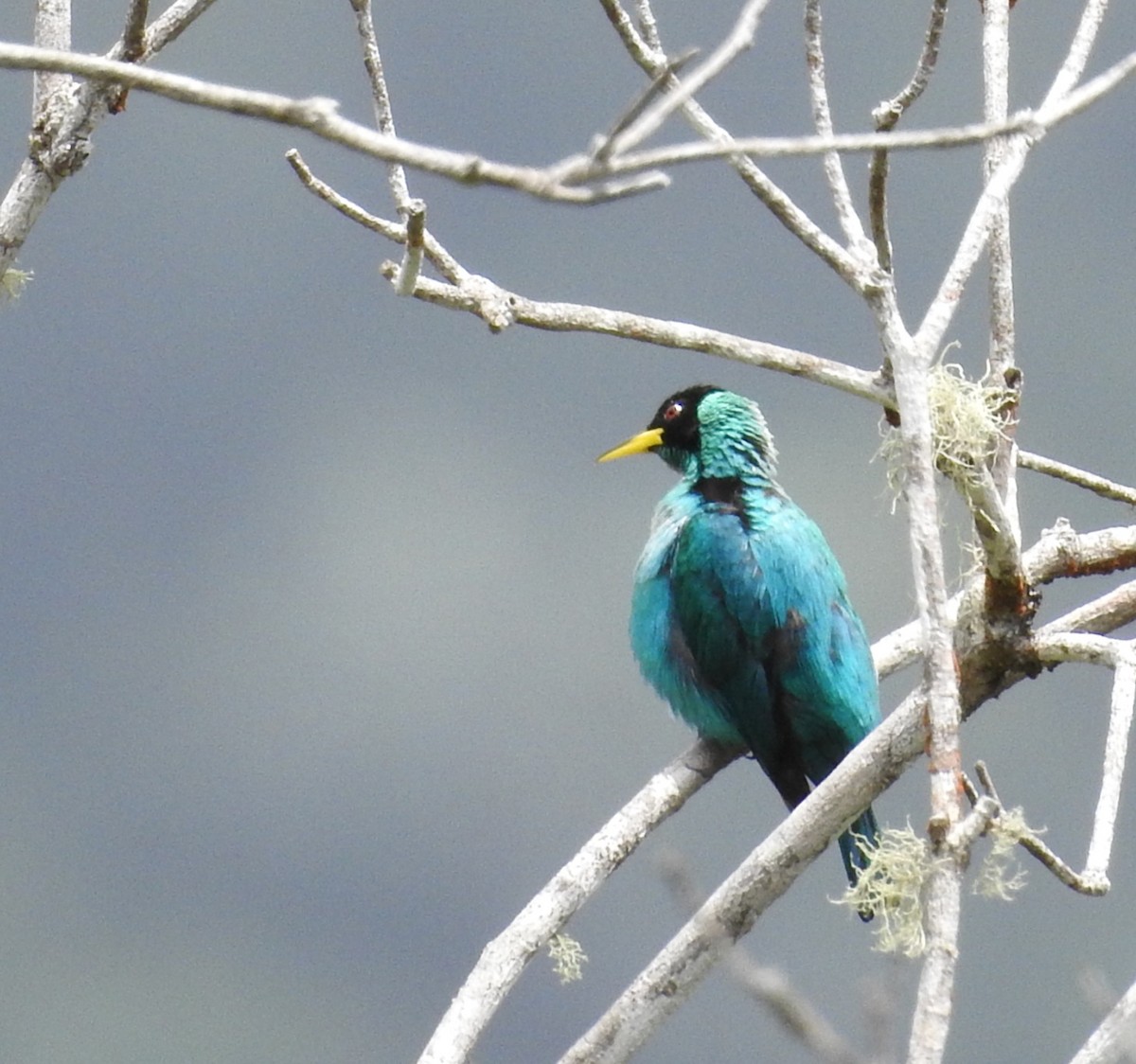 Green Honeycreeper - ML635195391