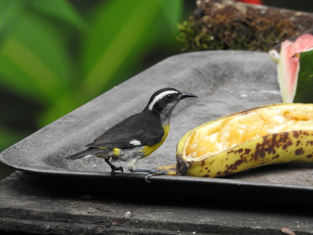 Bananaquit - ML635195395