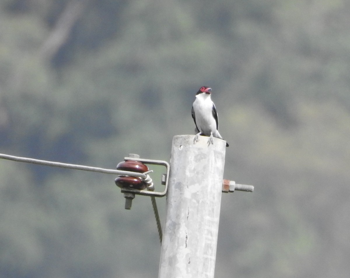 Black-tailed Tityra - ML635195485