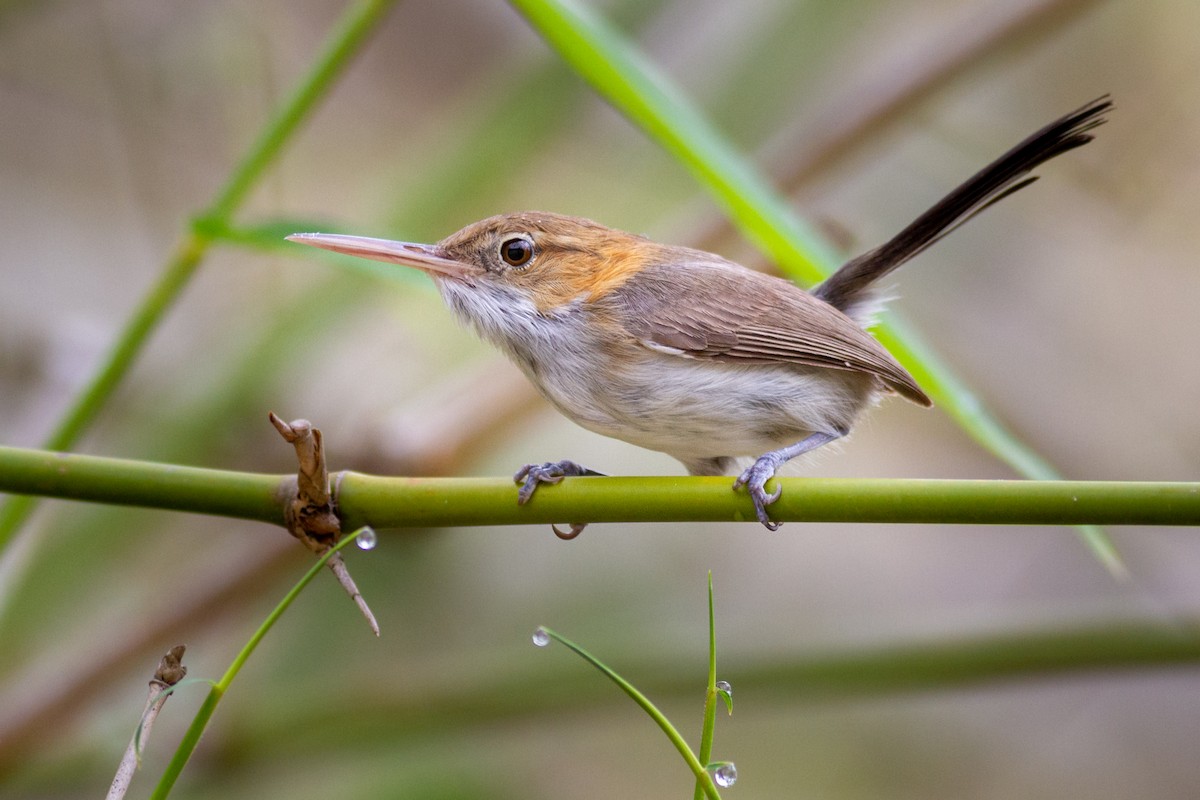 Long-billed Gnatwren - ML635195546