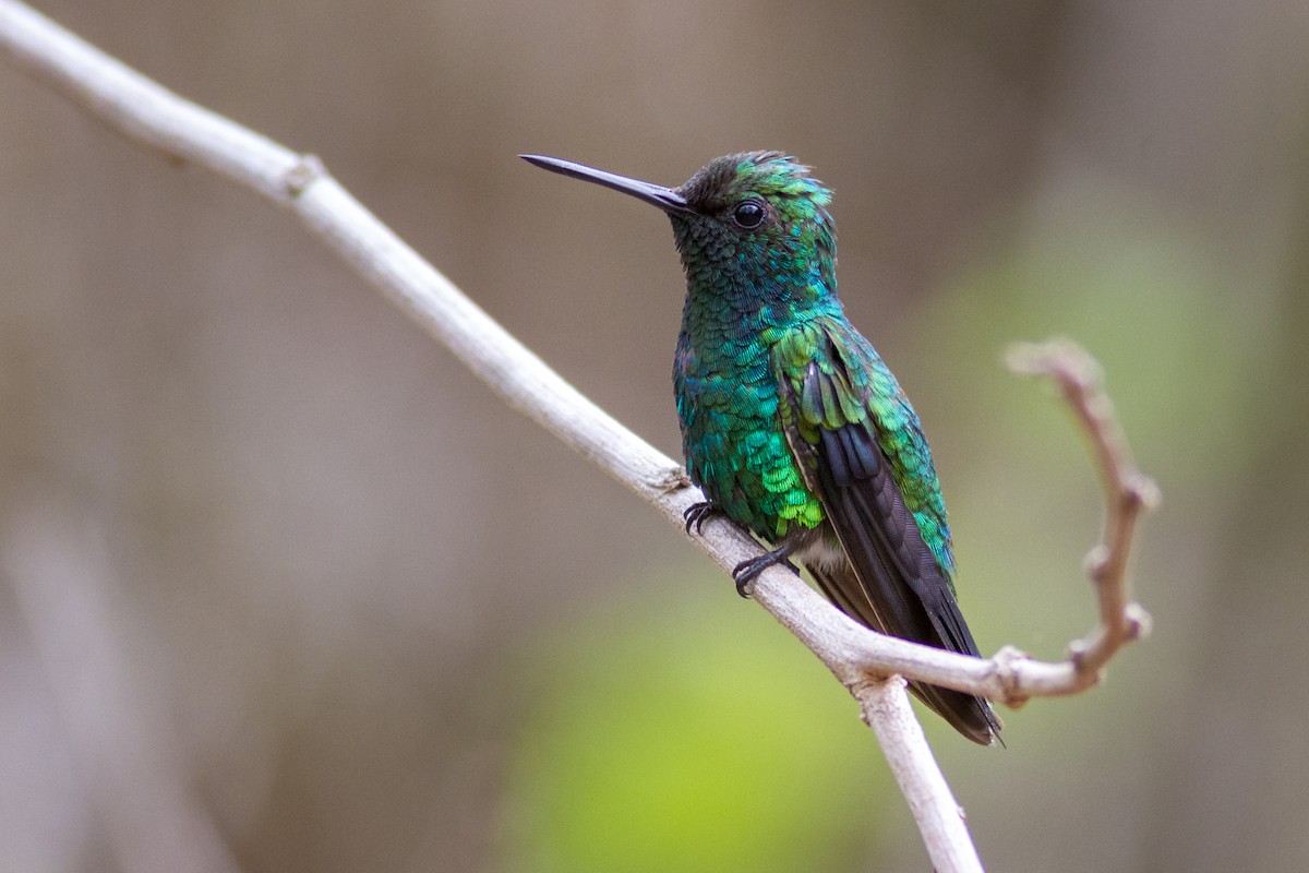 Blue-tailed Emerald - ML635195780