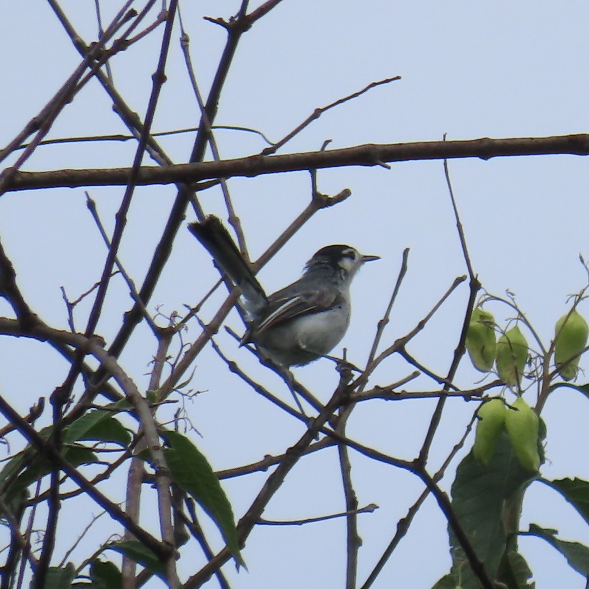 Marañon Gnatcatcher - ML635195781