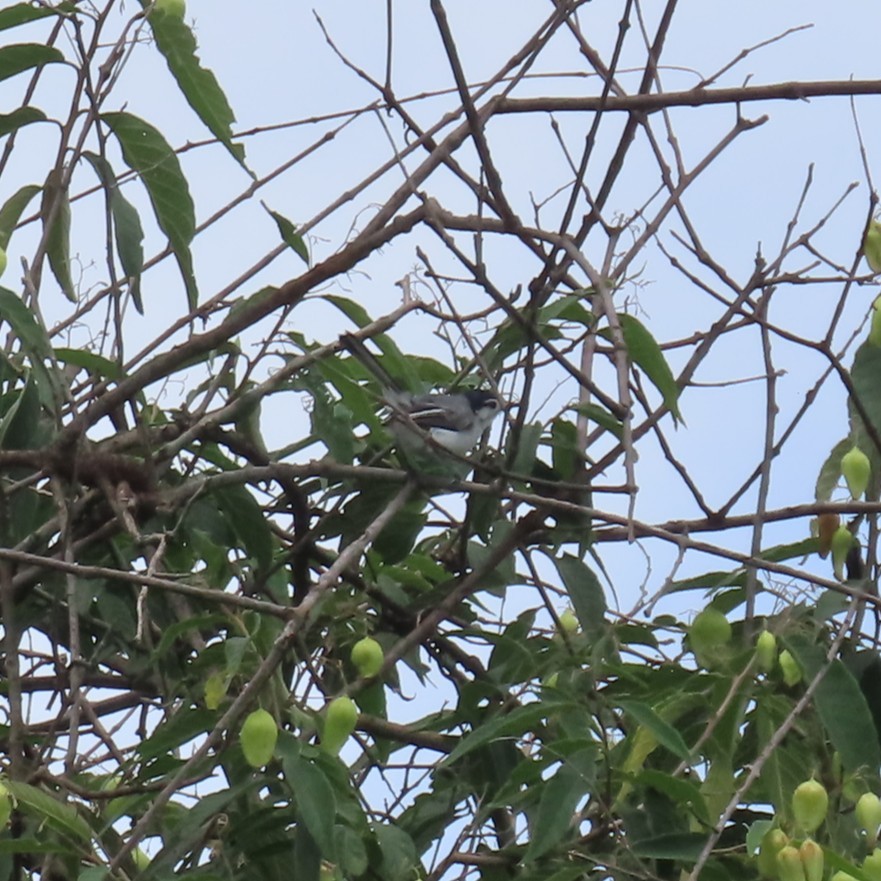 Marañon Gnatcatcher - ML635195782