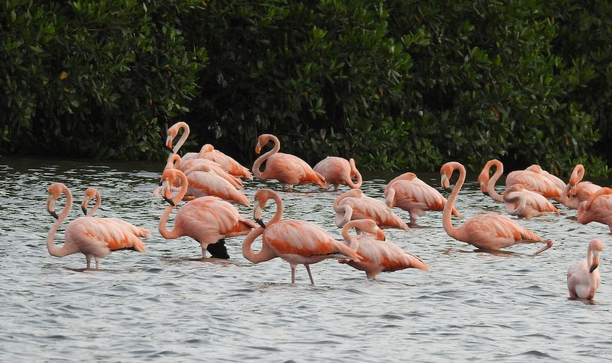 American Flamingo - ML635195785