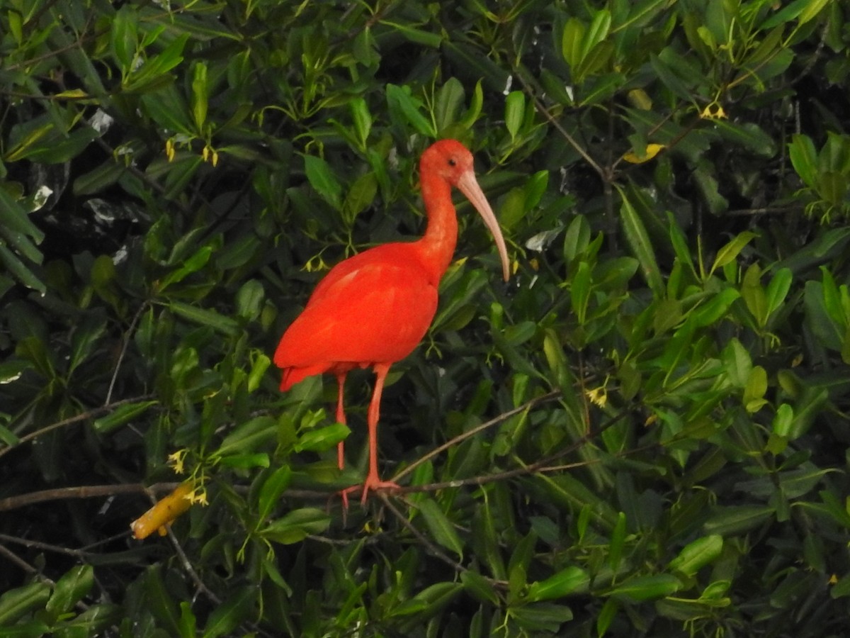 Scarlet Ibis - ML635195811