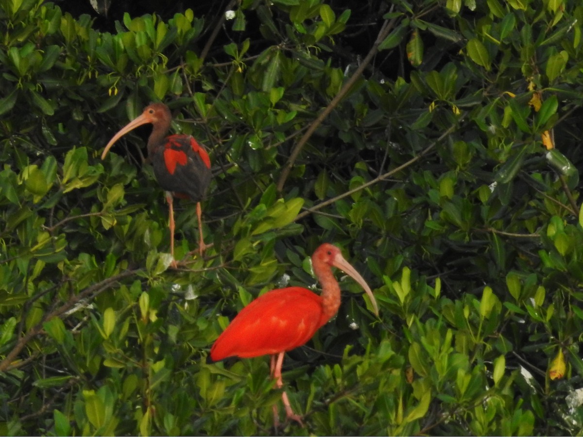 Scarlet Ibis - ML635195812