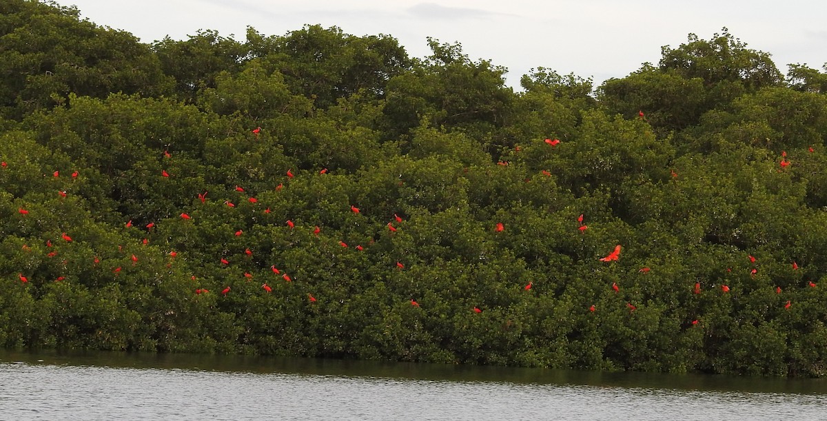 Scarlet Ibis - ML635195813