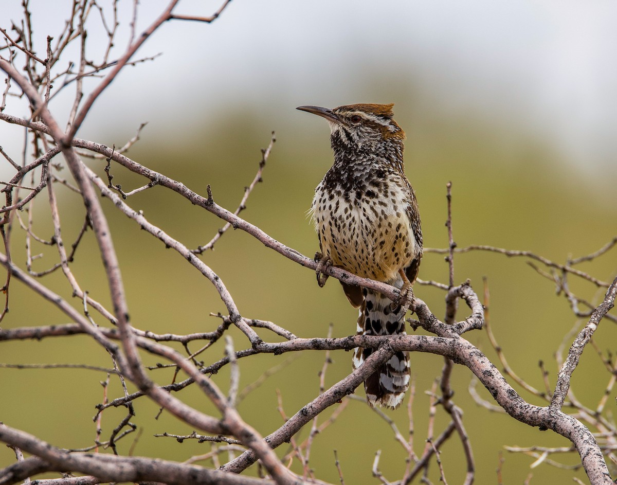 Cactus Wren - ML635195851